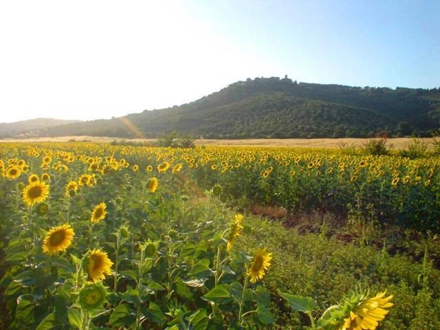 Agriturismo Lupo Vecchio Гроссето Экстерьер фото
